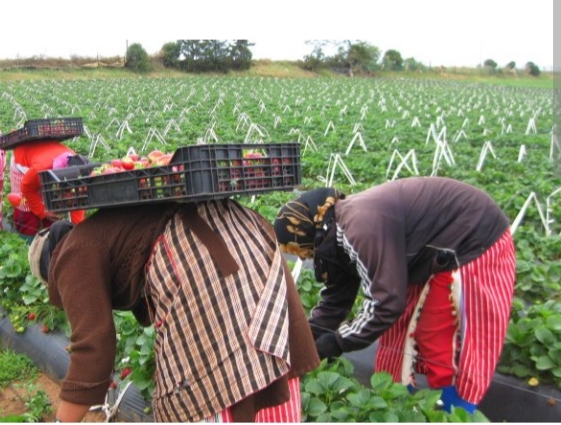 FEMBIOTEC : La FAO lance une plateforme numérique pour booster l’entrepreneuriat féminin bio en Tunisie 🇹🇳 1000031499